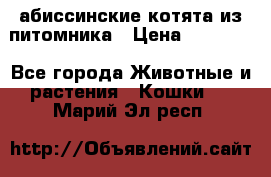 абиссинские котята из питомника › Цена ­ 15 000 - Все города Животные и растения » Кошки   . Марий Эл респ.